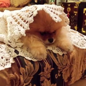 Meet your Posher, Li